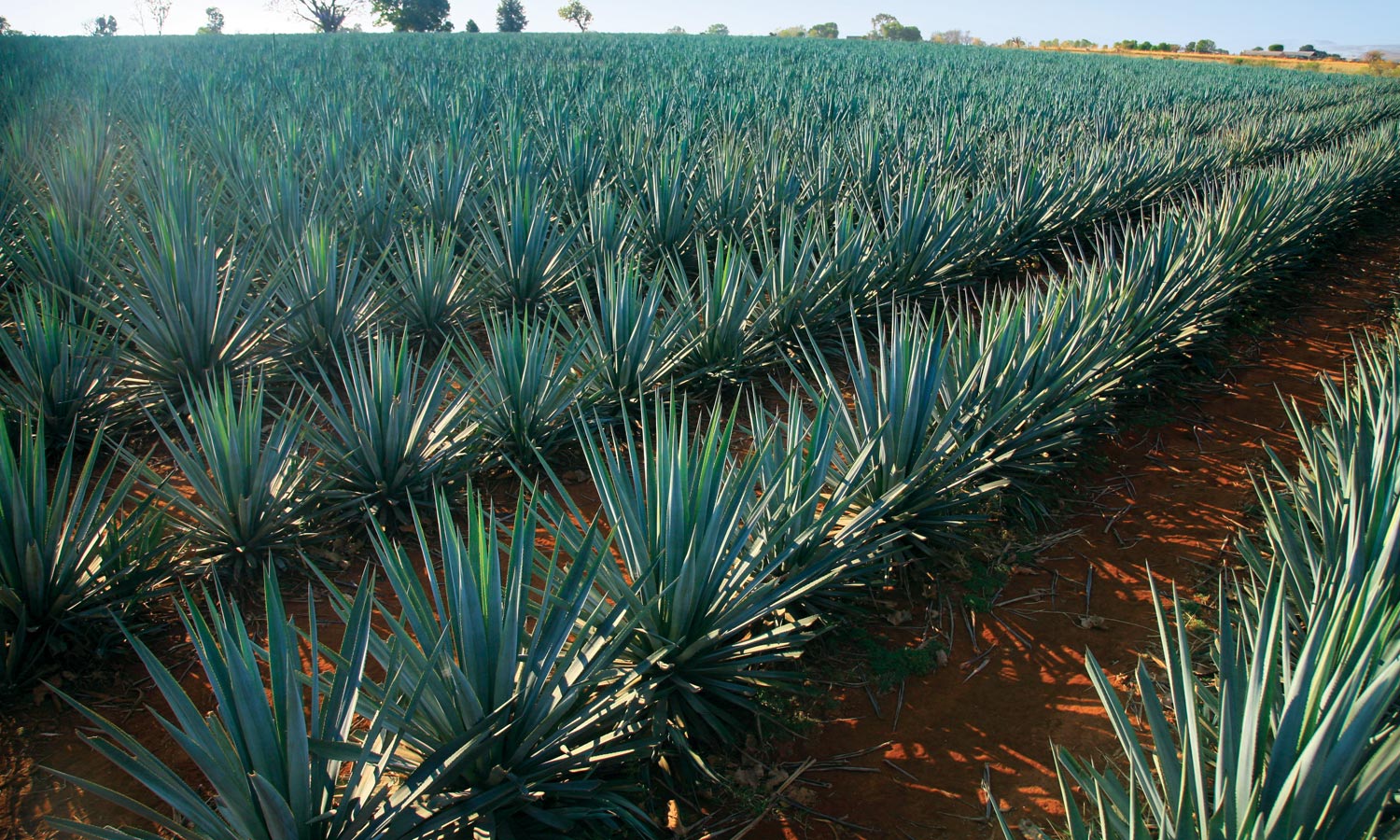 An agave field in Jalisco